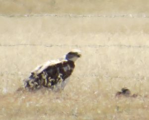Hawk scavenging prairie dogs