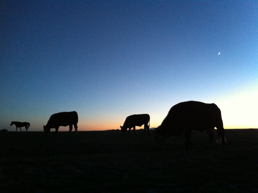 Cows silhouetted against the evening sky, The Other Colorado