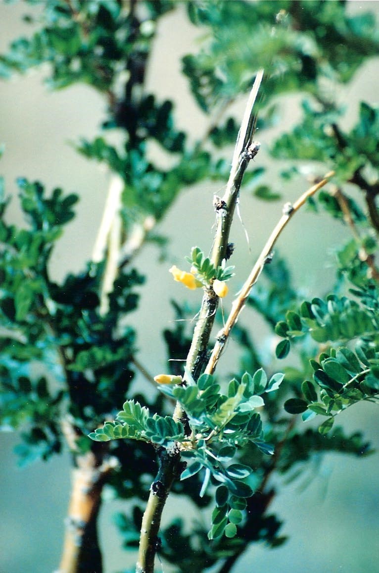 21 Trees & Shrubs to Grow in Eastern Colorado The Other Colorado